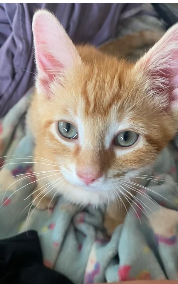 Oliver, a Adopted Domestic Short Hair in Crookston, MN image 1/2