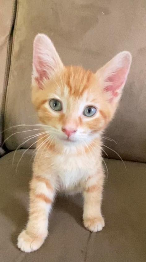 Oliver, Adopted, Young Male Domestic Short Hair.