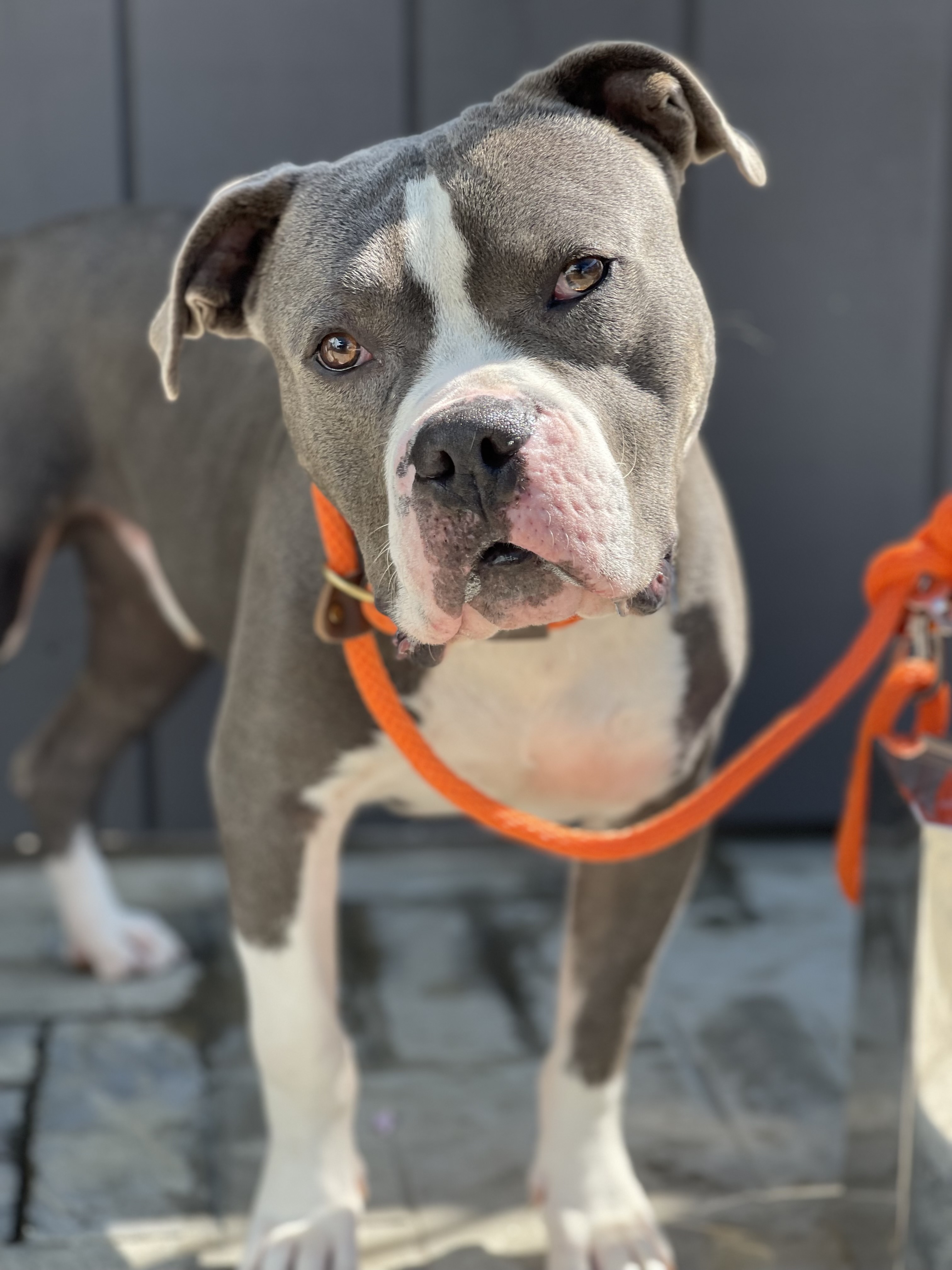 Enlarge Cedric, a Adoptable mixed breed in Santa Monica, CA image 2/6