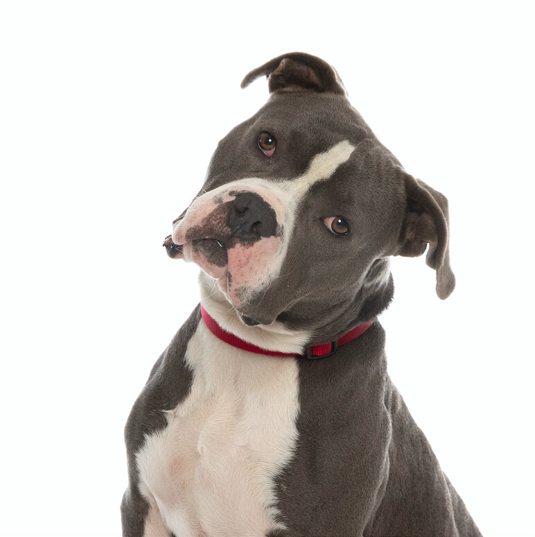 Cedric, Adoptable, Adult Male American Bulldog.
