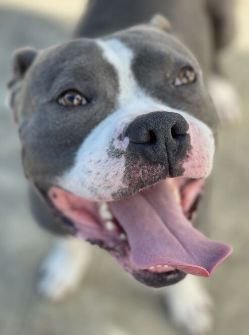 Enlarge Cedric, a Adoptable mixed breed in Santa Monica, CA image 4/6