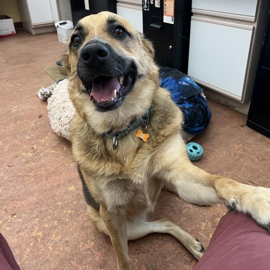 Ruby, Adoptable, Adult Female Shepherd & Mixed Breed.