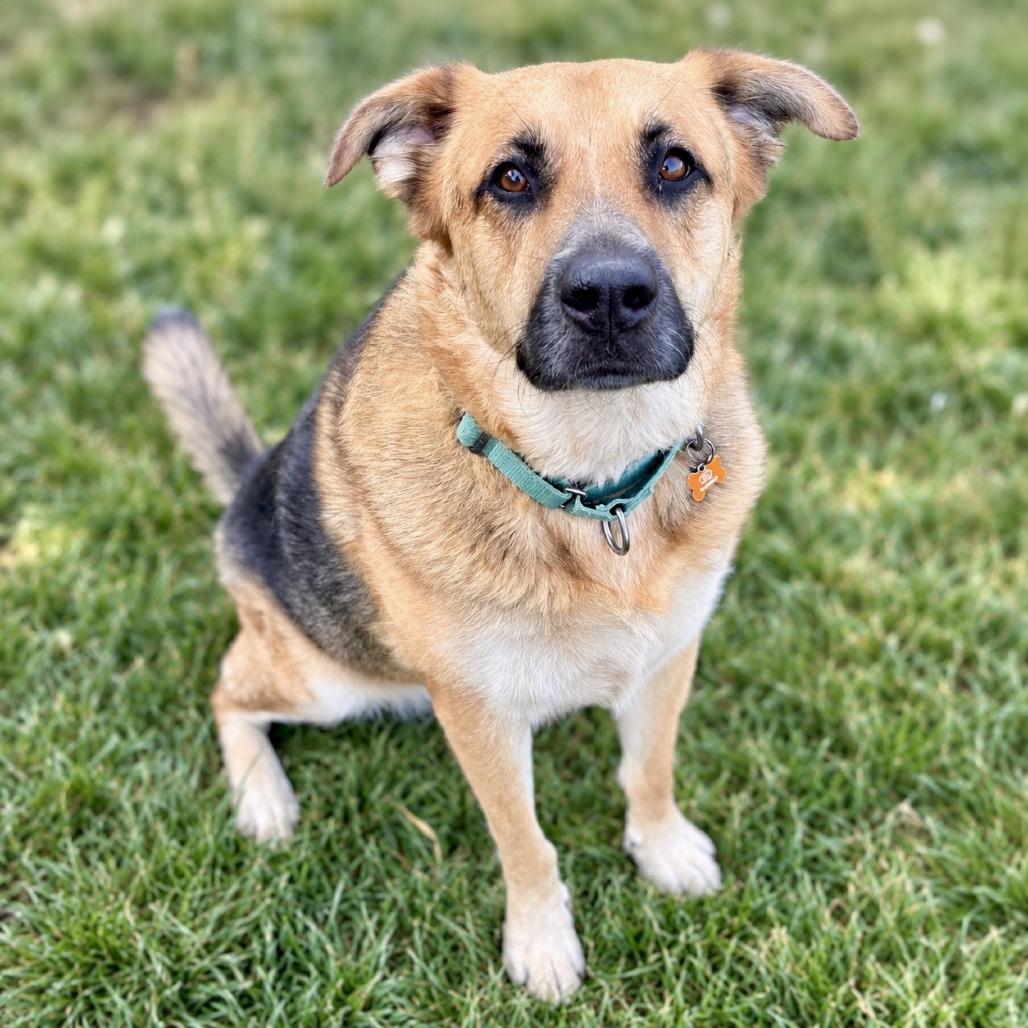 Enlarge Ruby, a Adoptable mixed breed in Glenwood Springs, CO image 2/6