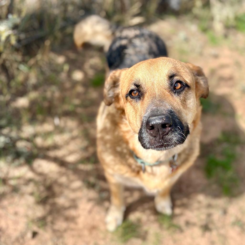 Enlarge Ruby, a Adoptable mixed breed in Glenwood Springs, CO image 4/6