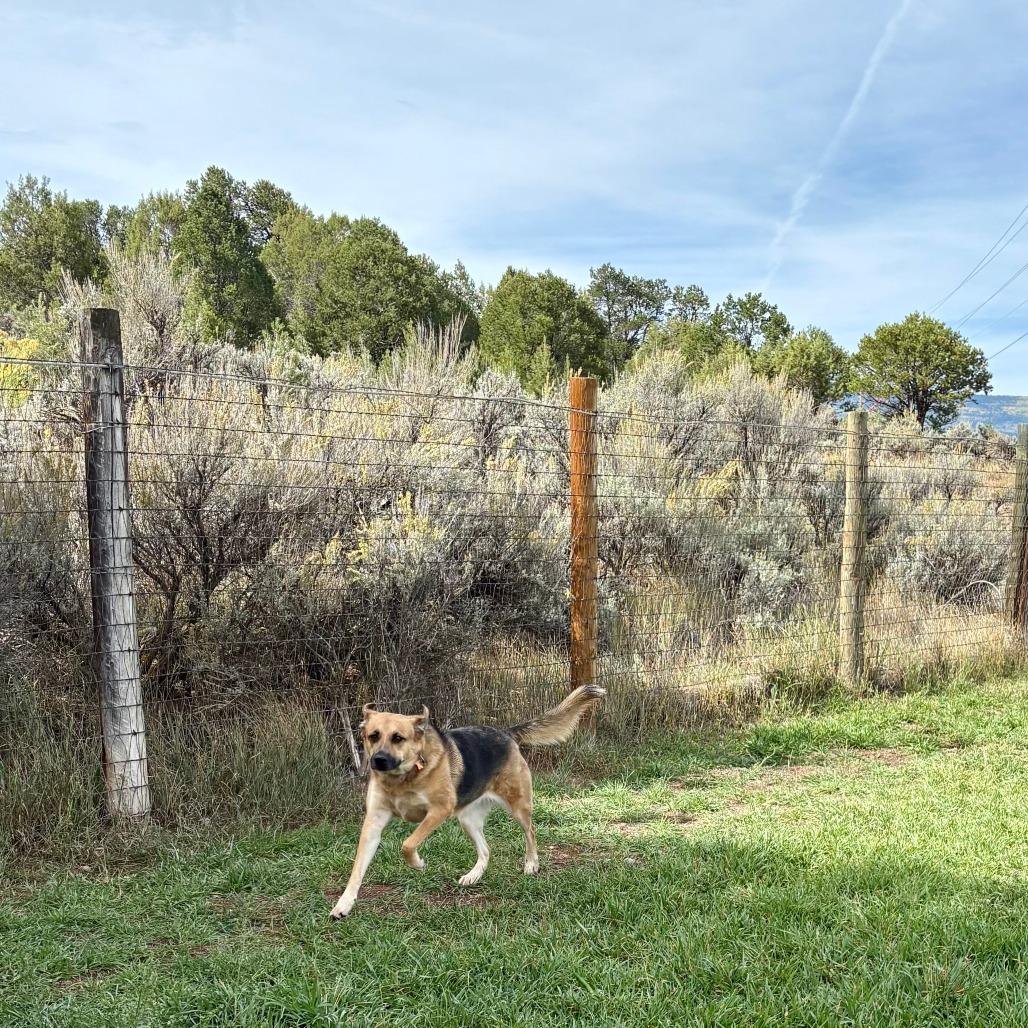 Enlarge Ruby, a Adoptable mixed breed in Glenwood Springs, CO image 5/6