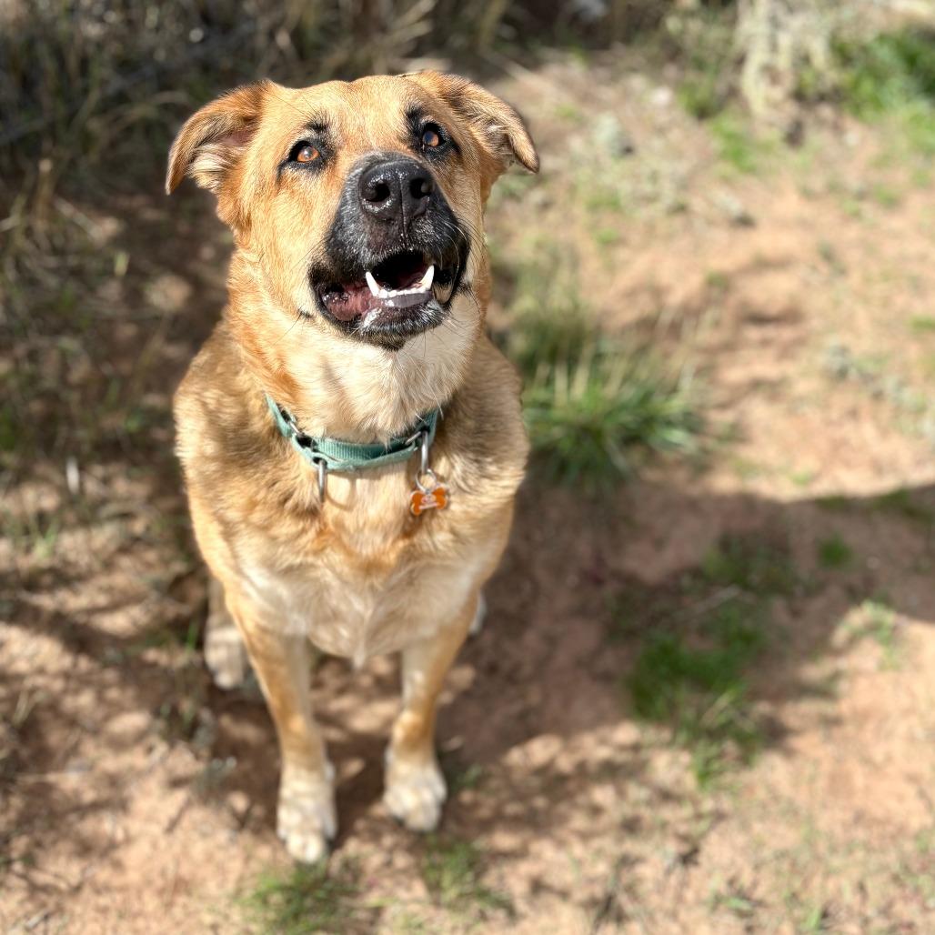 Enlarge Ruby, a Adoptable mixed breed in Glenwood Springs, CO image 6/6