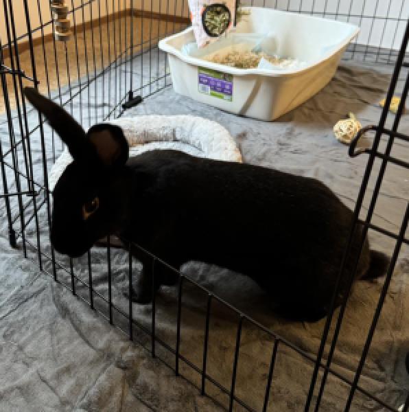 Nick, Adoptable, Adult Male Havana.