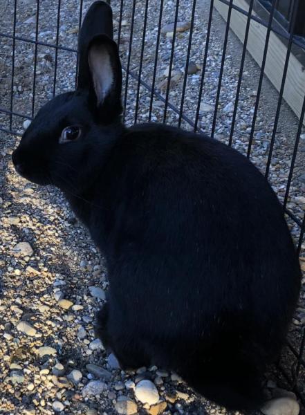 Nick, Adoptable, Adult Male Havana.