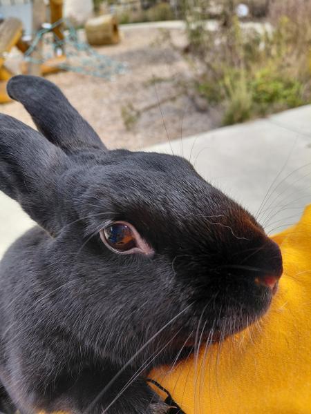 Enlarge Nick, a Adoptable Havana in Kalamazoo, MI image 3/6