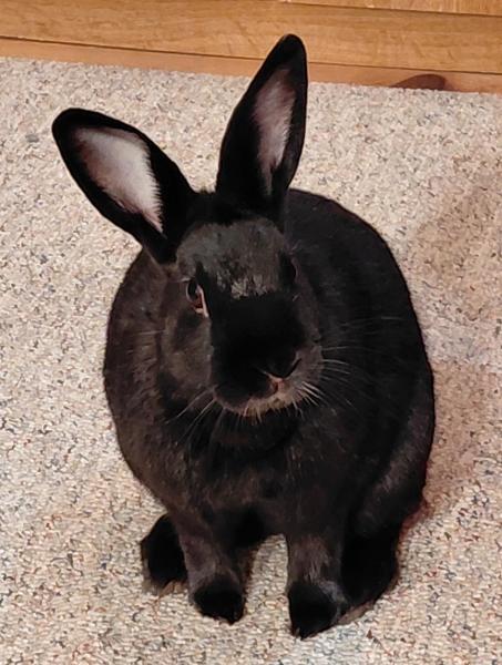 Enlarge Nick, a Adoptable Havana in Kalamazoo, MI image 4/6