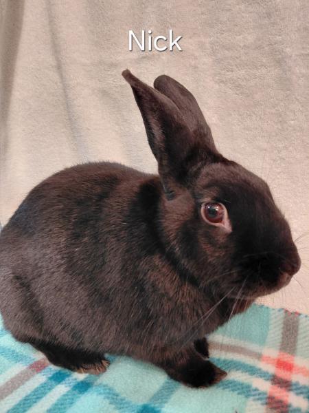 Enlarge Nick, a Adoptable Havana in Kalamazoo, MI image 5/6