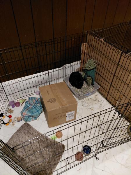 Enlarge Nick, a Adoptable Havana in Kalamazoo, MI image 6/6