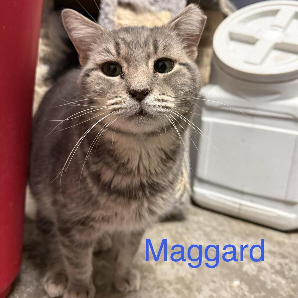 Maggard, Adoptable, Young Male Domestic Short Hair.