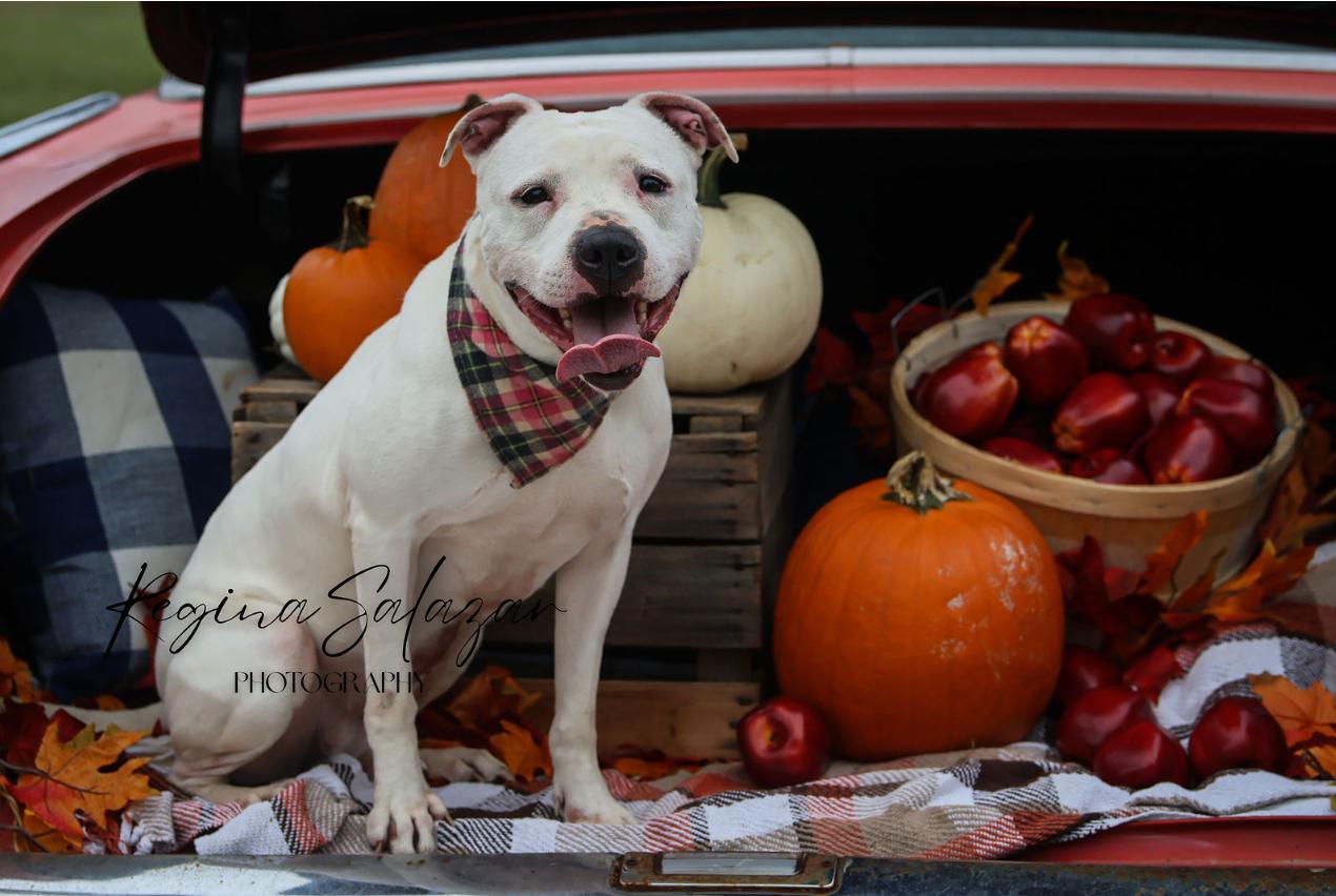 Mila Grace, a Adoptable mixed breed in Charlotte, NC image 1/6