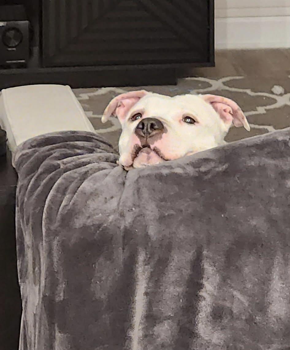 Mila Grace, Adoptable, Adult Female American Staffordshire Terrier & American Bulldog.