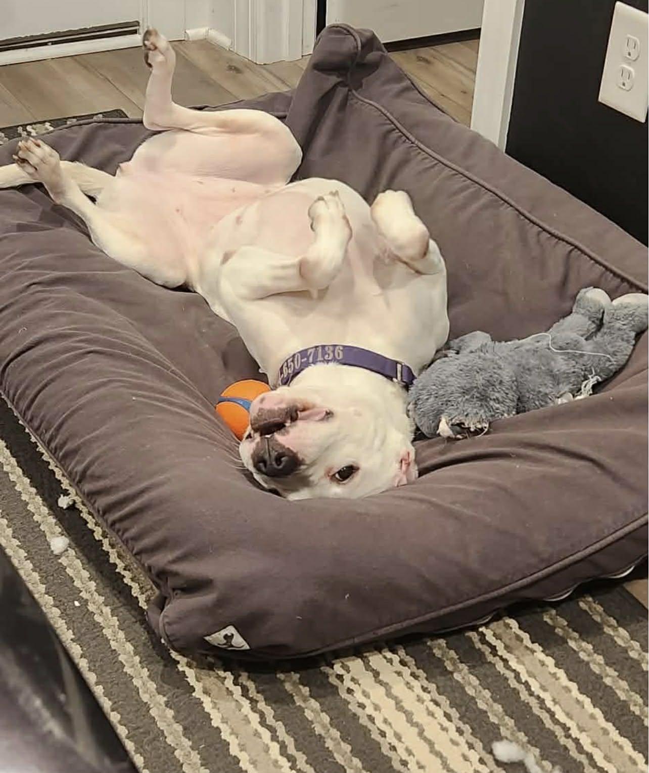 Enlarge Mila Grace, a Adoptable mixed breed in Charlotte, NC image 3/6