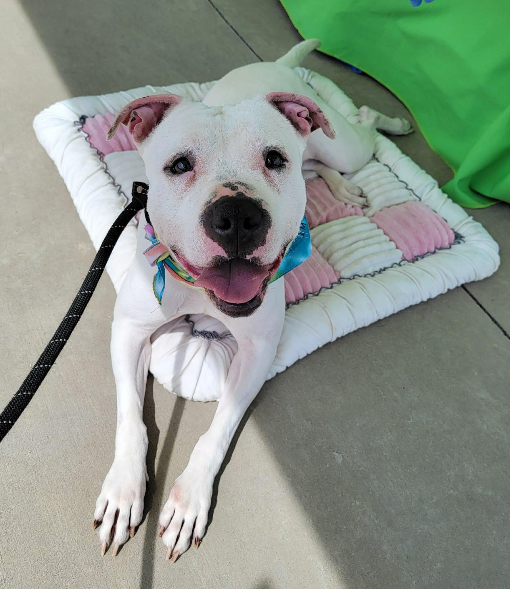 Enlarge Mila Grace, a Adoptable mixed breed in Charlotte, NC image 2/6