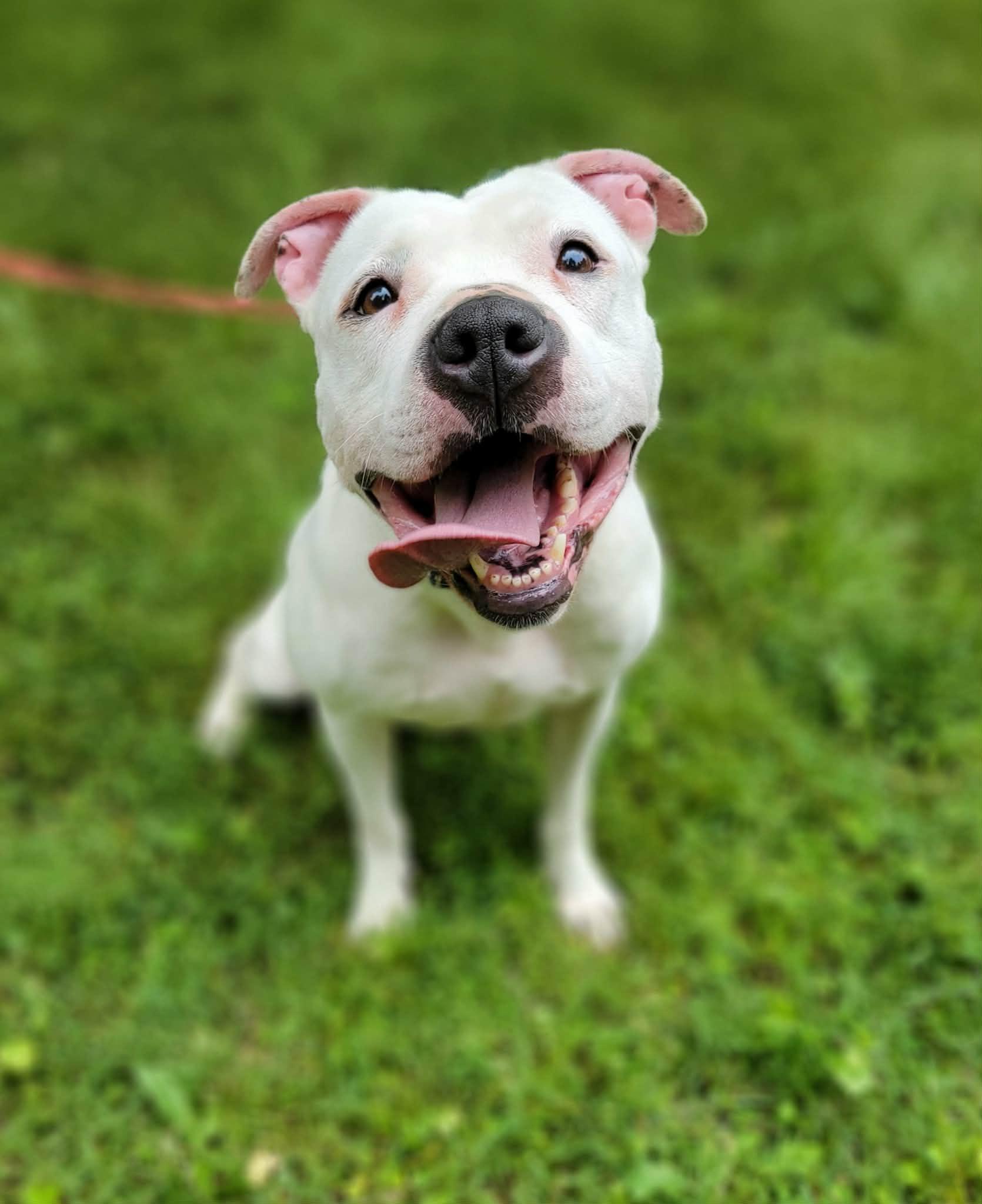 Enlarge Mila Grace, a Adoptable mixed breed in Charlotte, NC image 1/6