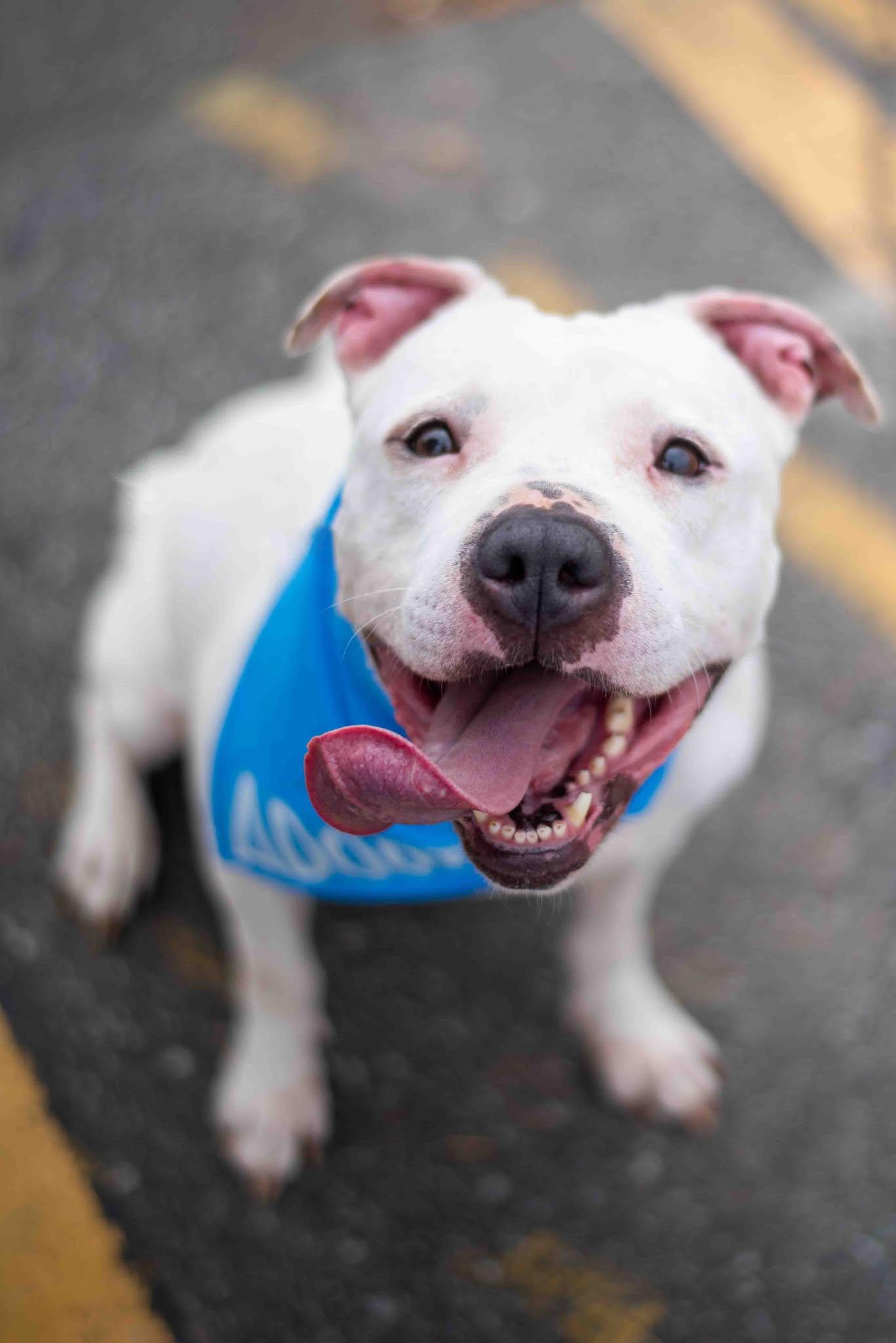 Mila Grace, an adoptable American Staffordshire Terrier, American Bulldog in Charlotte, NC, 28215 | Photo Image 2