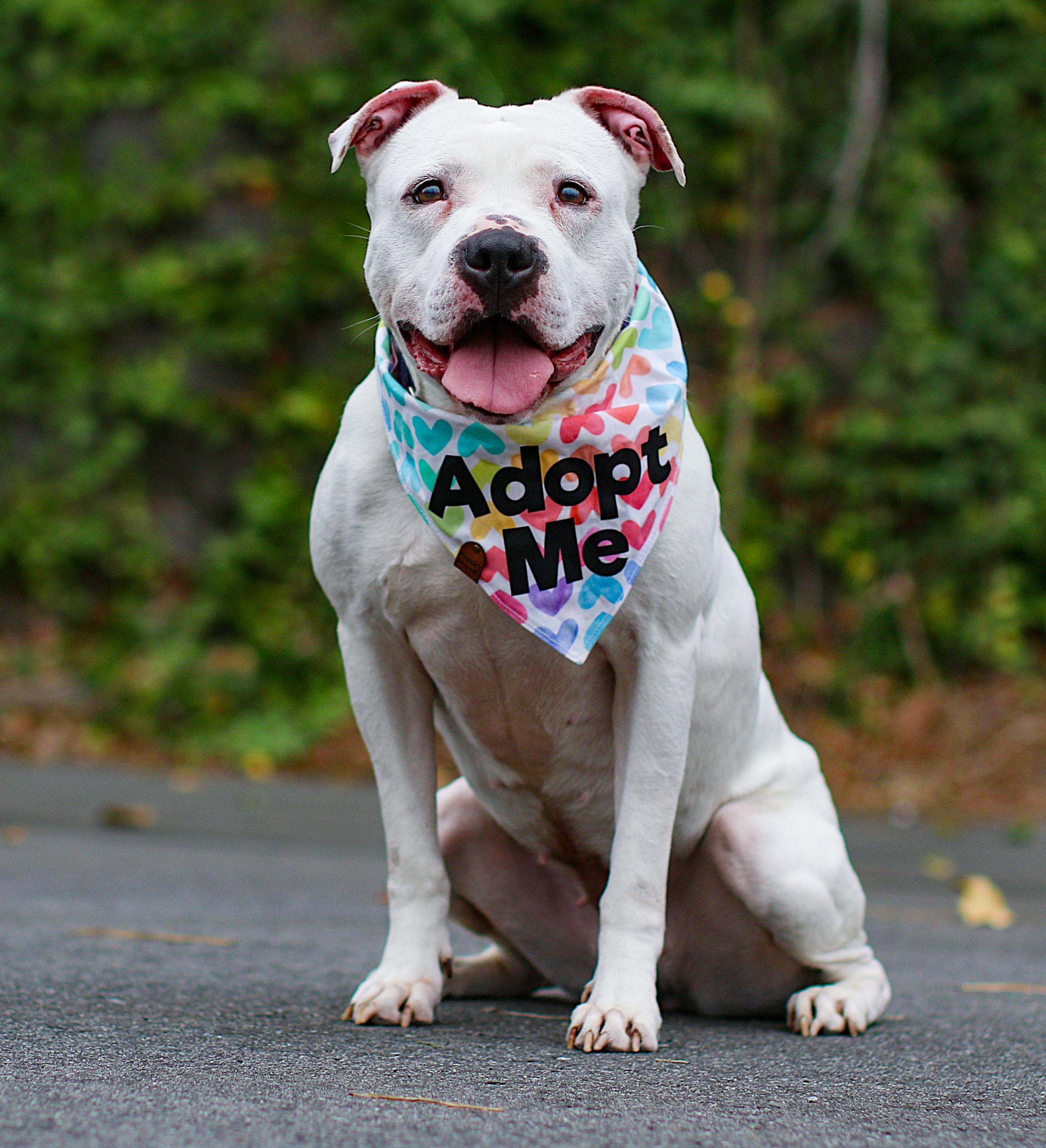 Mila Grace, an adoptable American Staffordshire Terrier, American Bulldog in Charlotte, NC, 28215 | Photo Image 3