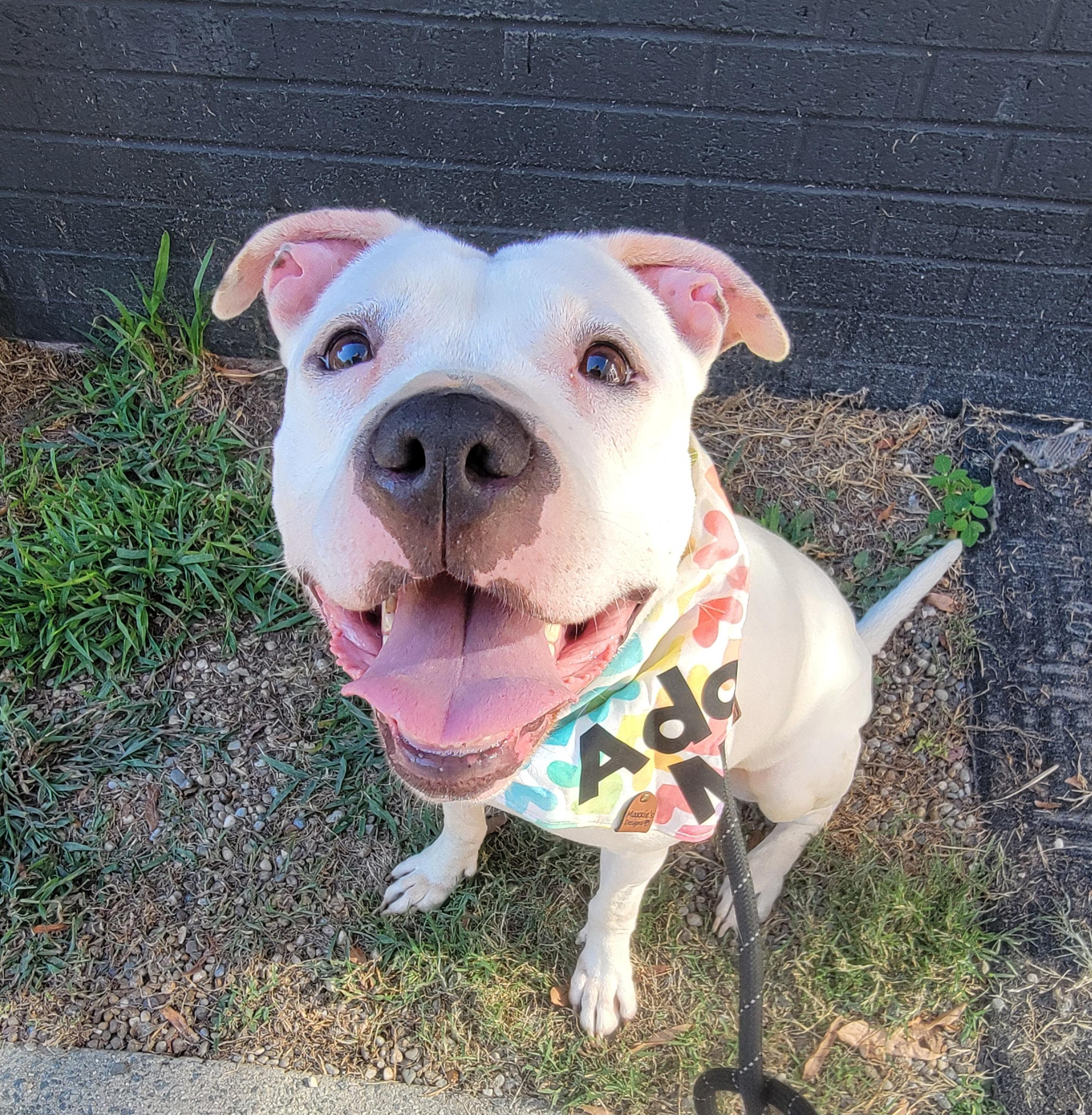 Enlarge Mila Grace, a Adoptable mixed breed in Charlotte, NC image 3/6