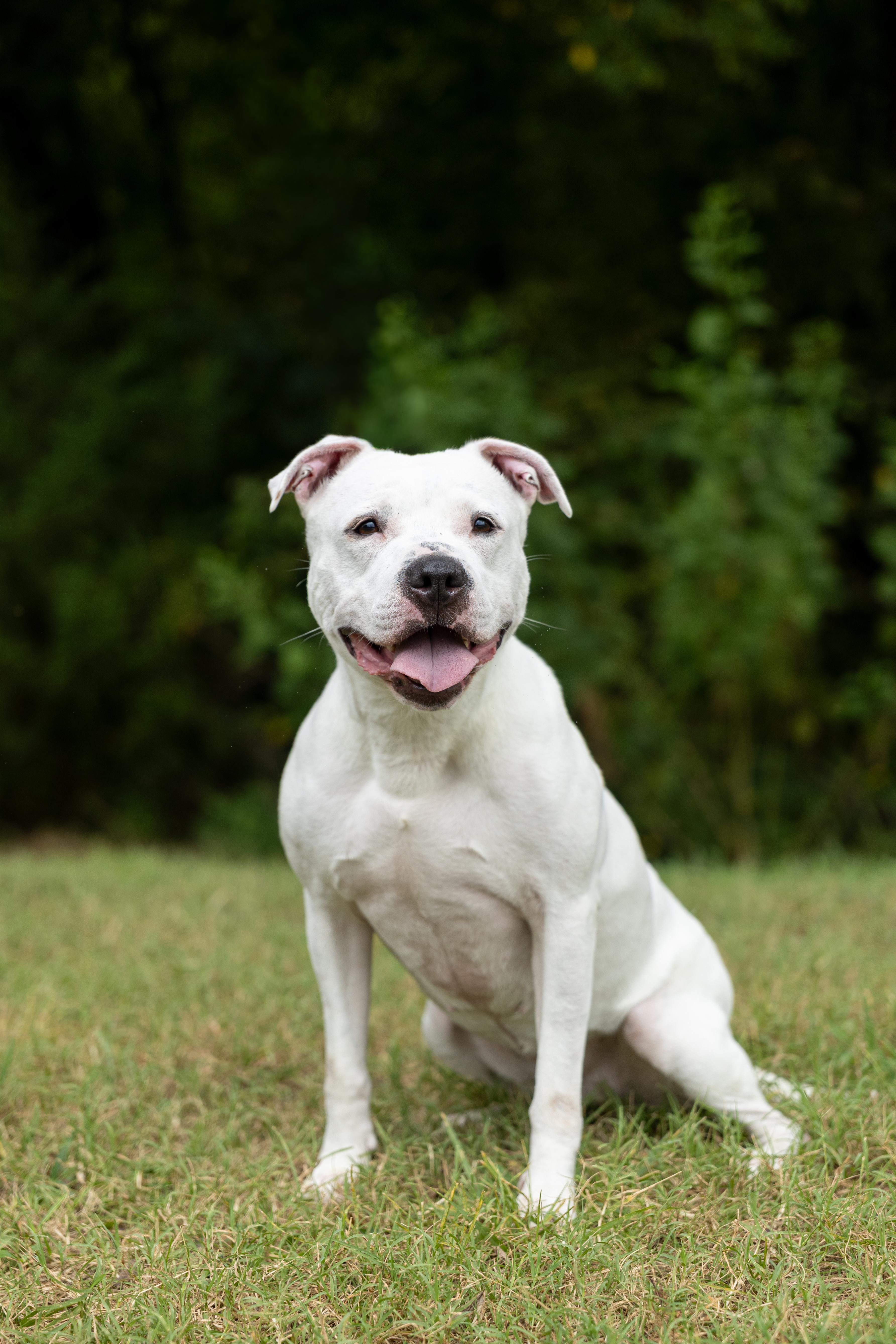 Mila Grace, Adoptable, Adult Female American Staffordshire Terrier & American Bulldog.