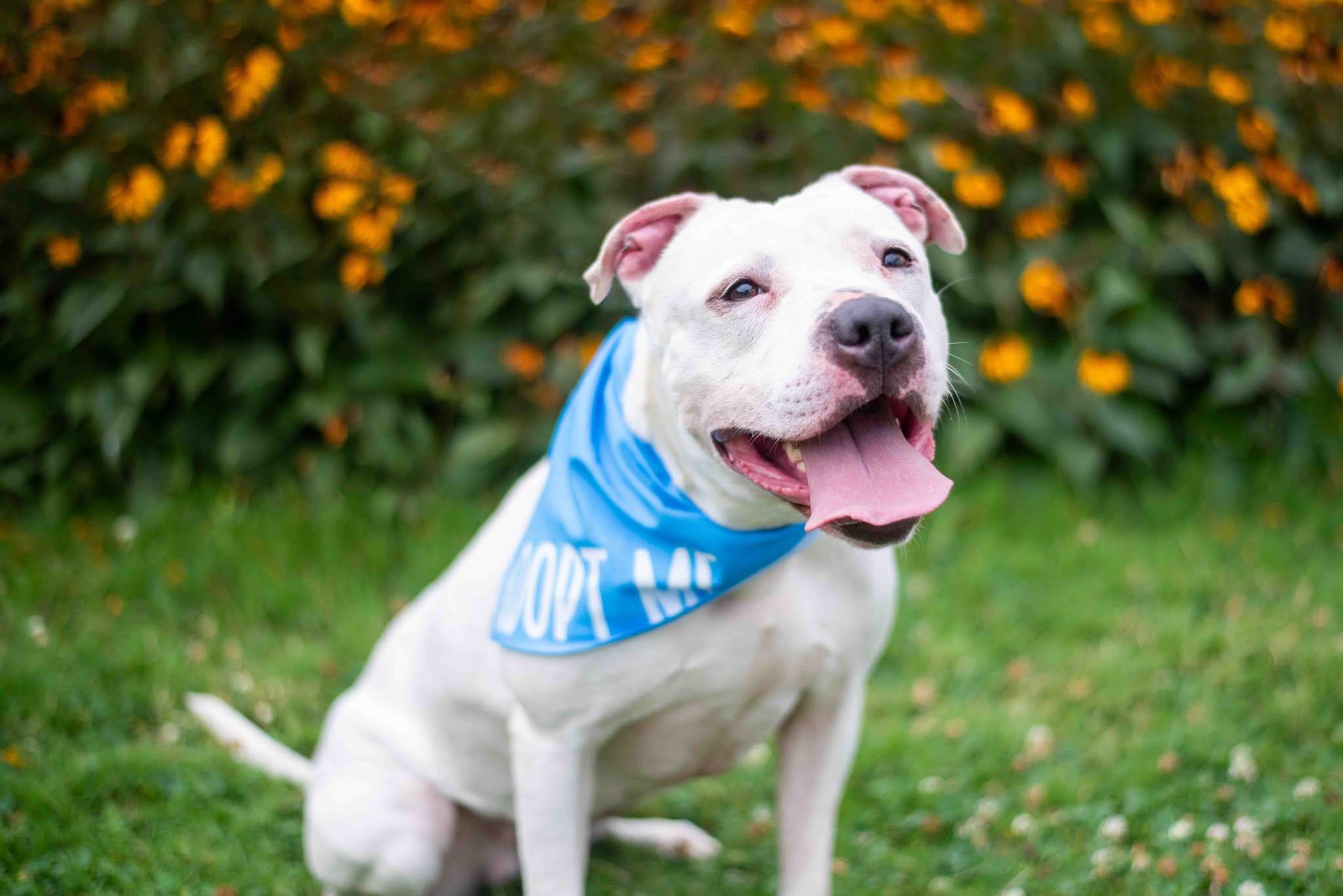 Mila Grace, an adoptable American Staffordshire Terrier, American Bulldog in Charlotte, NC, 28215 | Photo Image 1