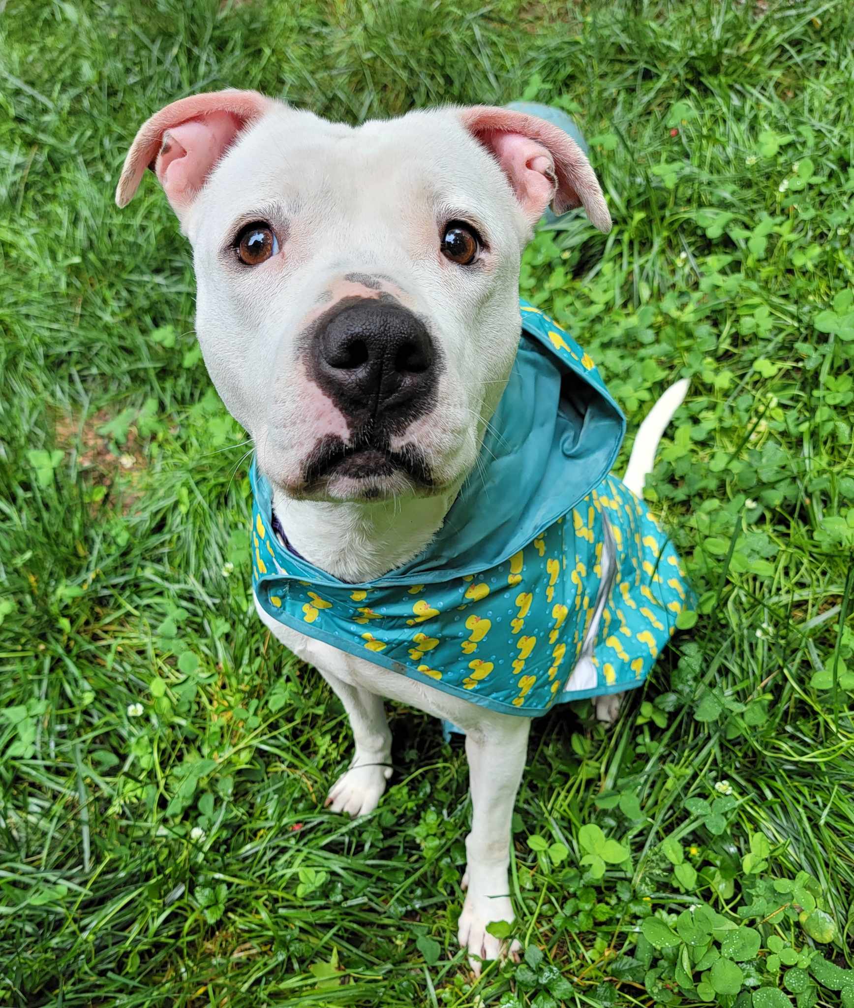 Mila Grace, an adoptable American Staffordshire Terrier, American Bulldog in Charlotte, NC, 28215 | Photo Image 5