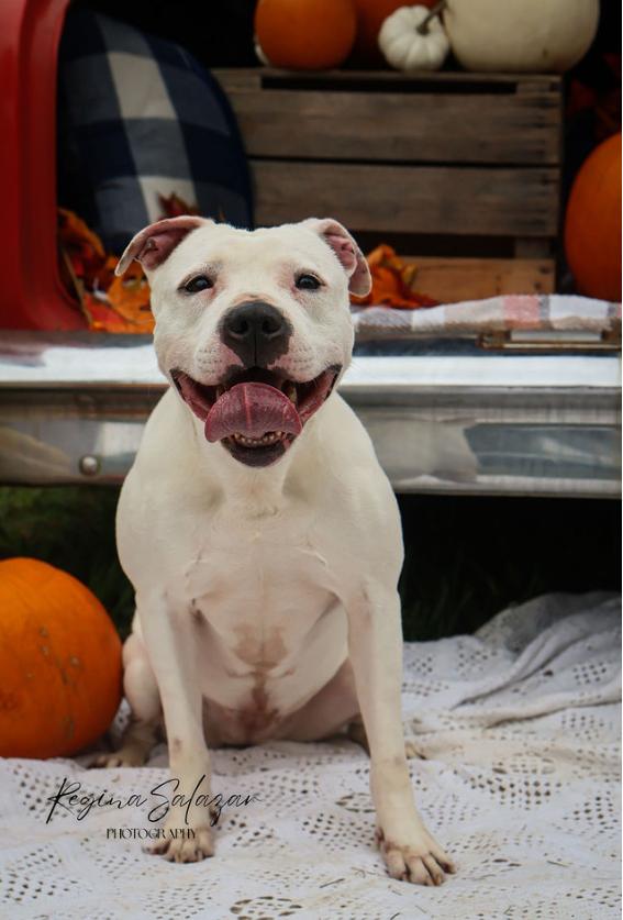 Mila Grace, an adoptable American Staffordshire Terrier, American Bulldog in Charlotte, NC, 28215 | Photo Image 3