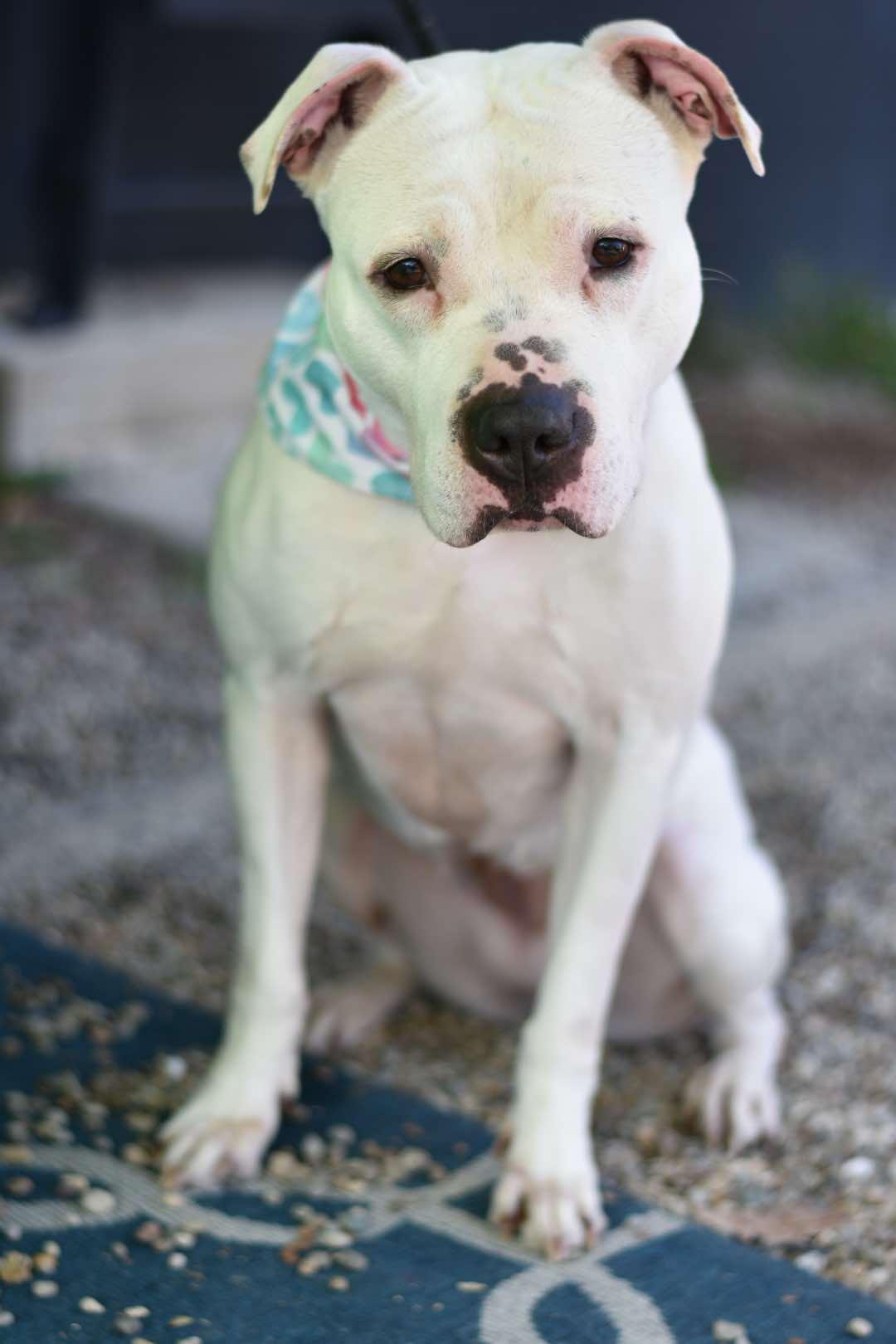 Mila Grace, an adoptable American Staffordshire Terrier, American Bulldog in Charlotte, NC, 28215 | Photo Image 4