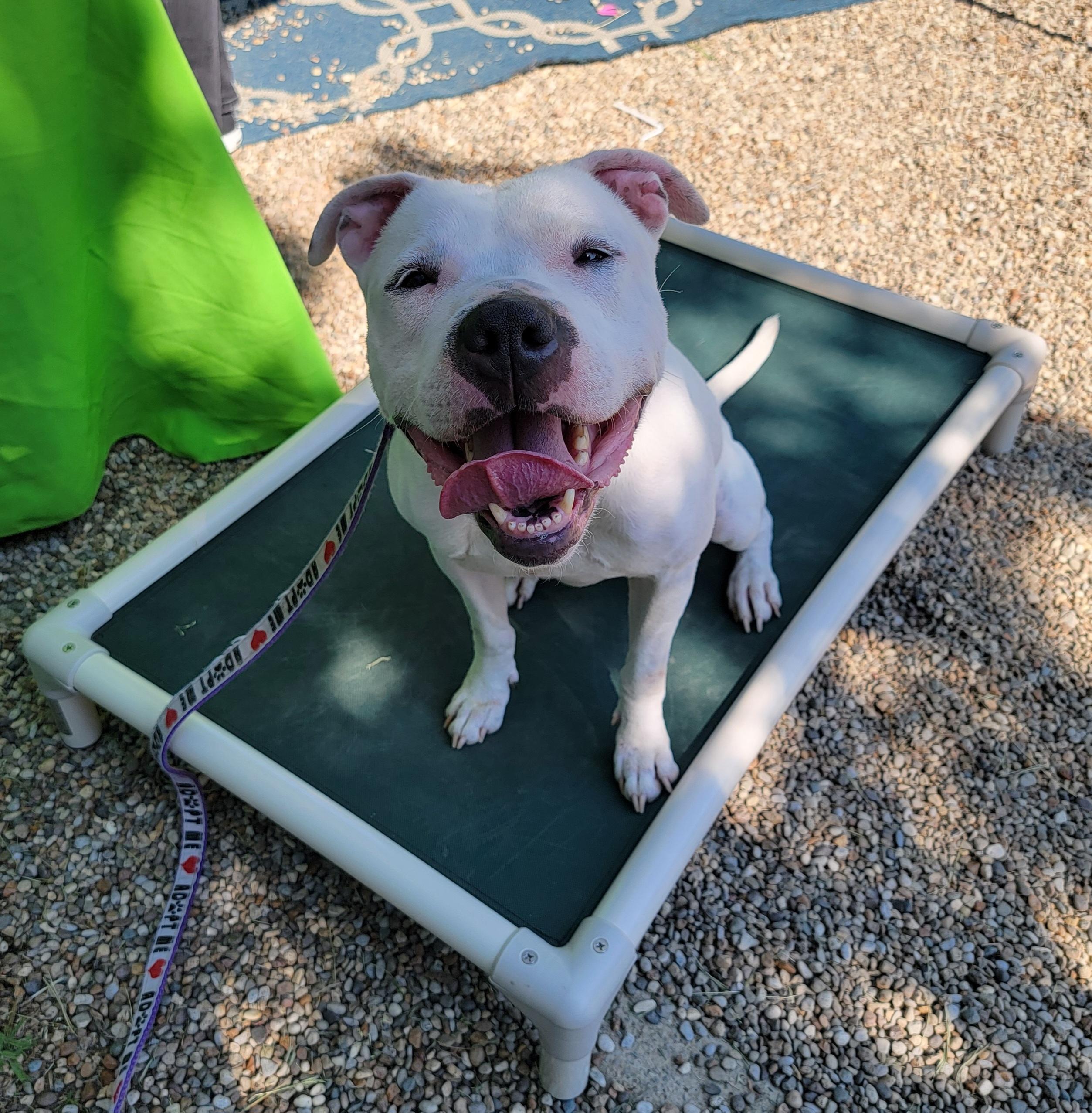 Mila Grace, Adoptable, Adult Female American Staffordshire Terrier & American Bulldog.
