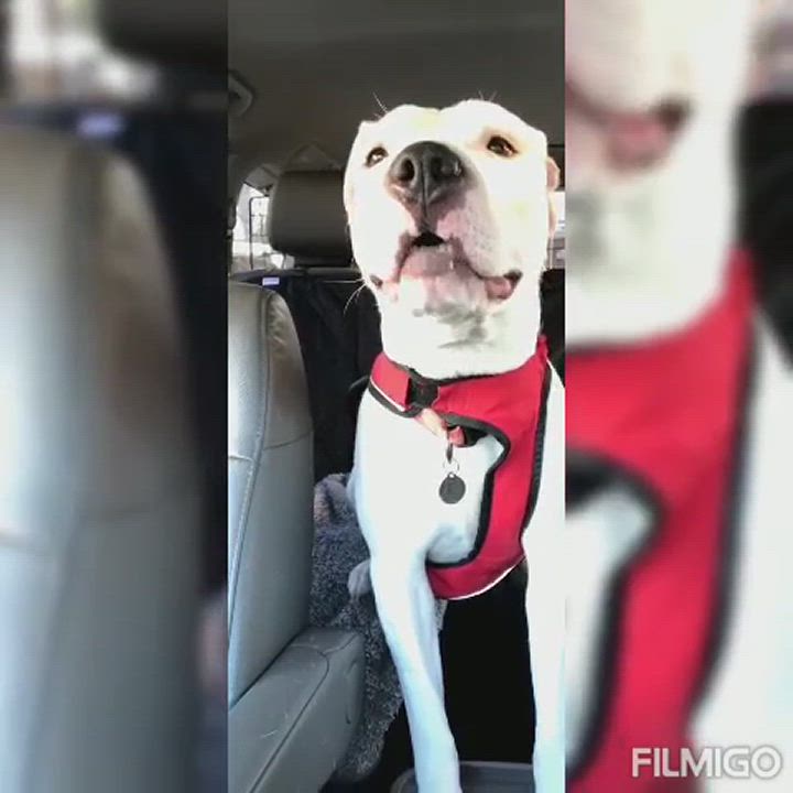 Enlarge Mila Grace, a Adoptable mixed breed in Charlotte, NC video 6/6