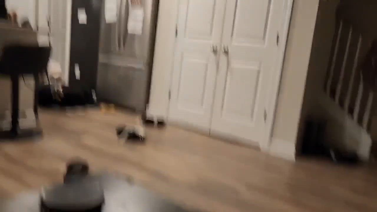 Enlarge Mila Grace, a Adoptable mixed breed in Charlotte, NC video 5/6