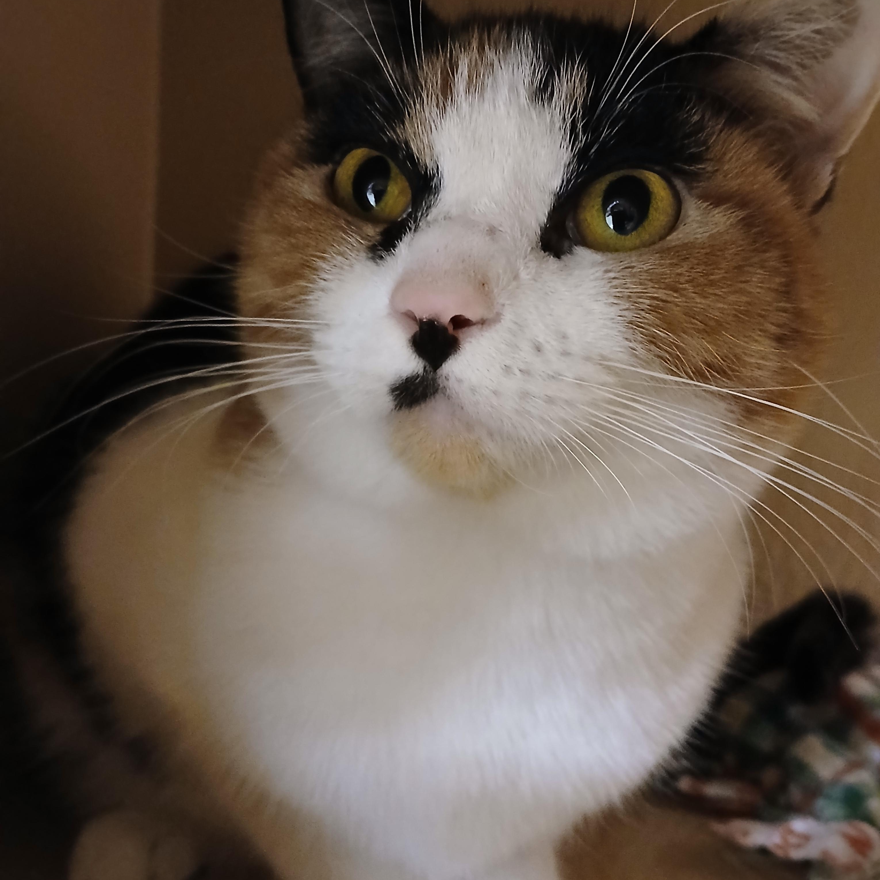 Enlarge Sadie, an adopted Domestic Short Hair in Newton, MA image 1/3