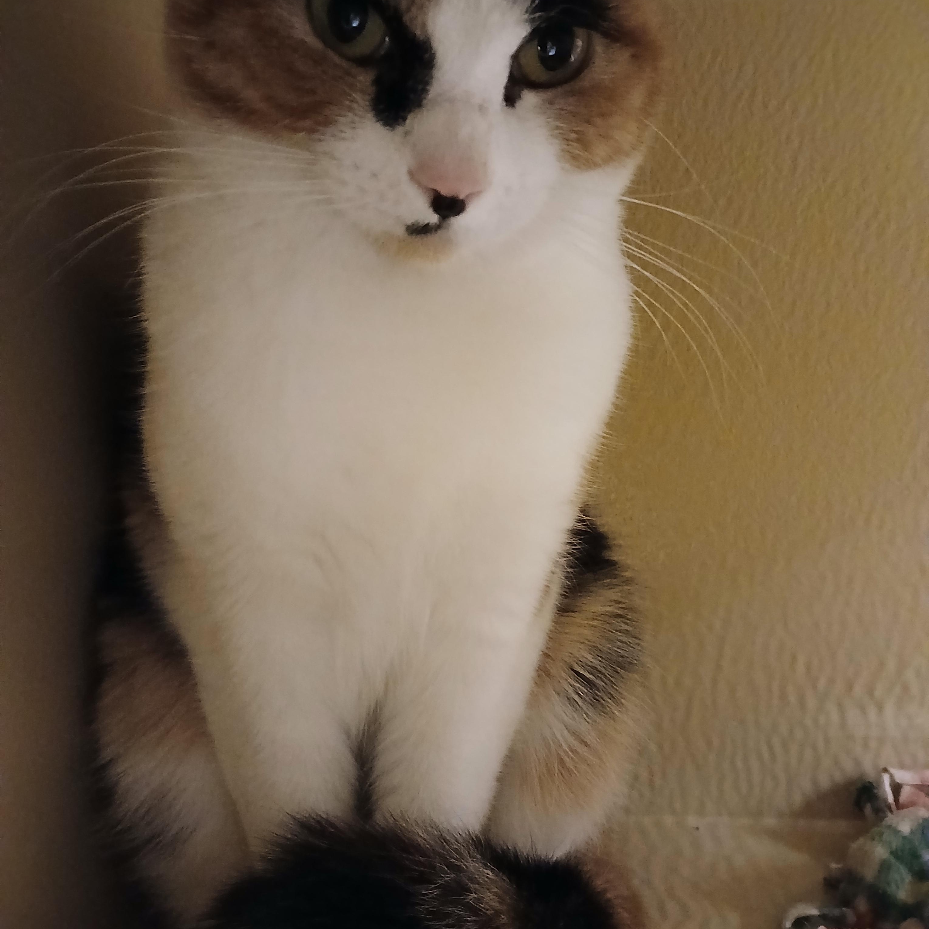 Enlarge Sadie, an adopted Domestic Short Hair in Newton, MA image 2/3