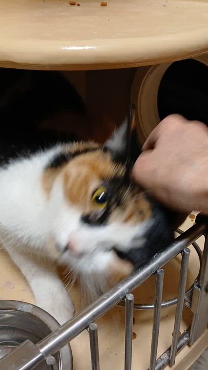 Enlarge Sadie, an adopted Domestic Short Hair in Newton, MA video 3/3