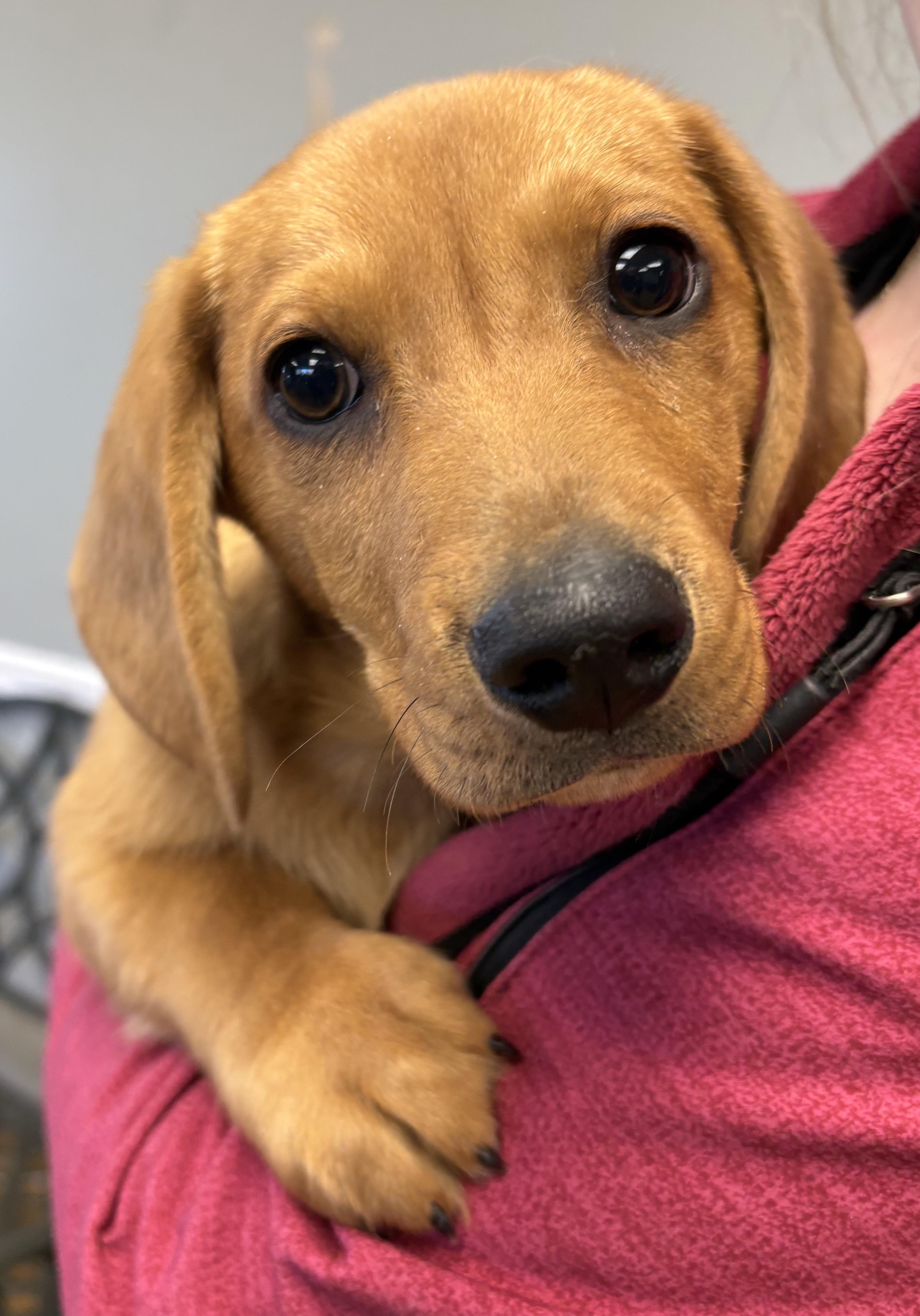 Jack, ADOPTABLE, Young Male Dachshund.