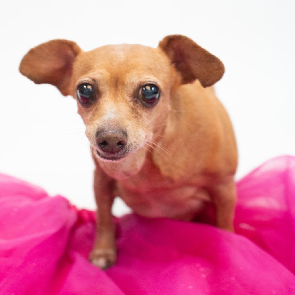 Enlarge Chica, a Adoptable mixed breed in Houston, TX image 1/6