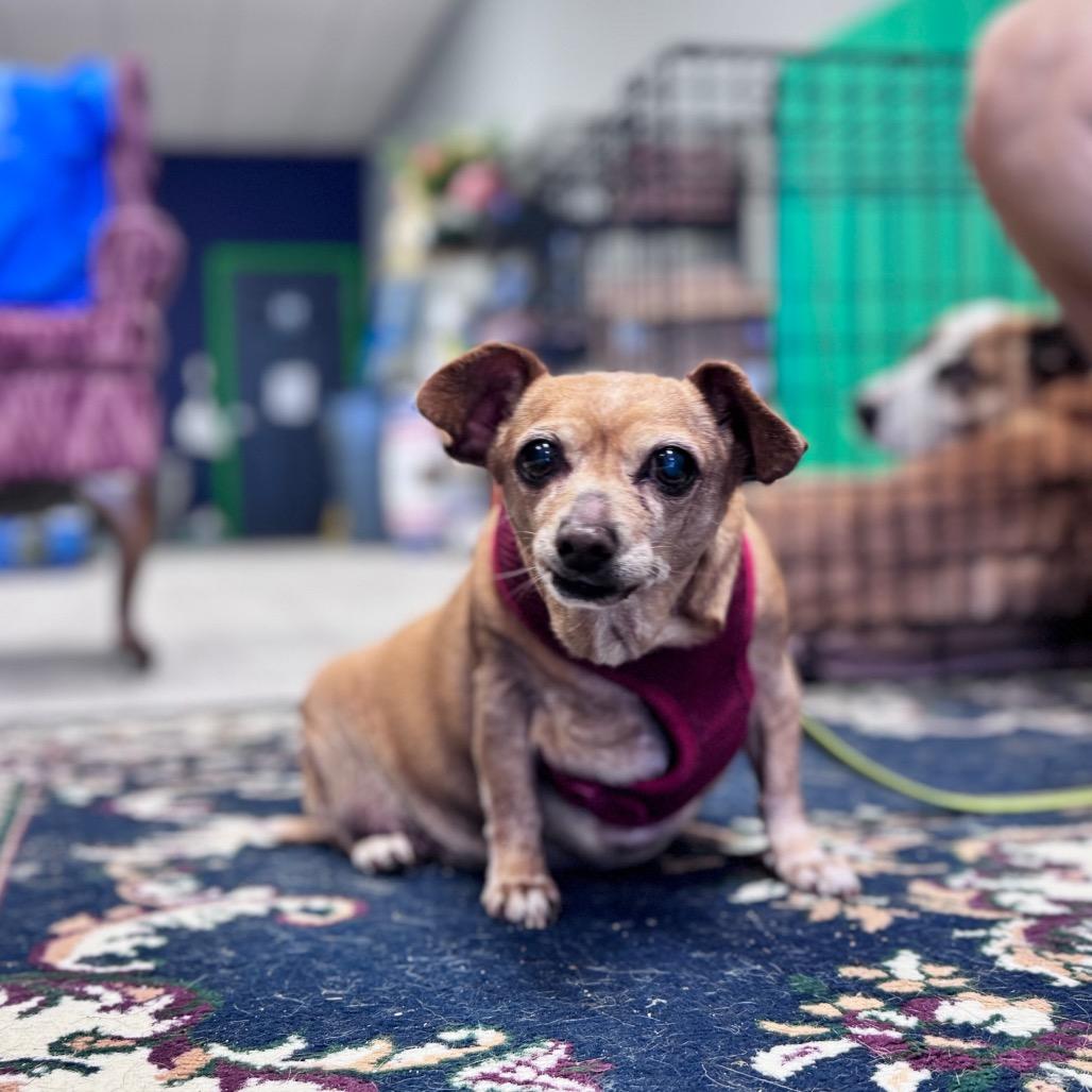 Enlarge Chica, a Adoptable mixed breed in Houston, TX image 2/6