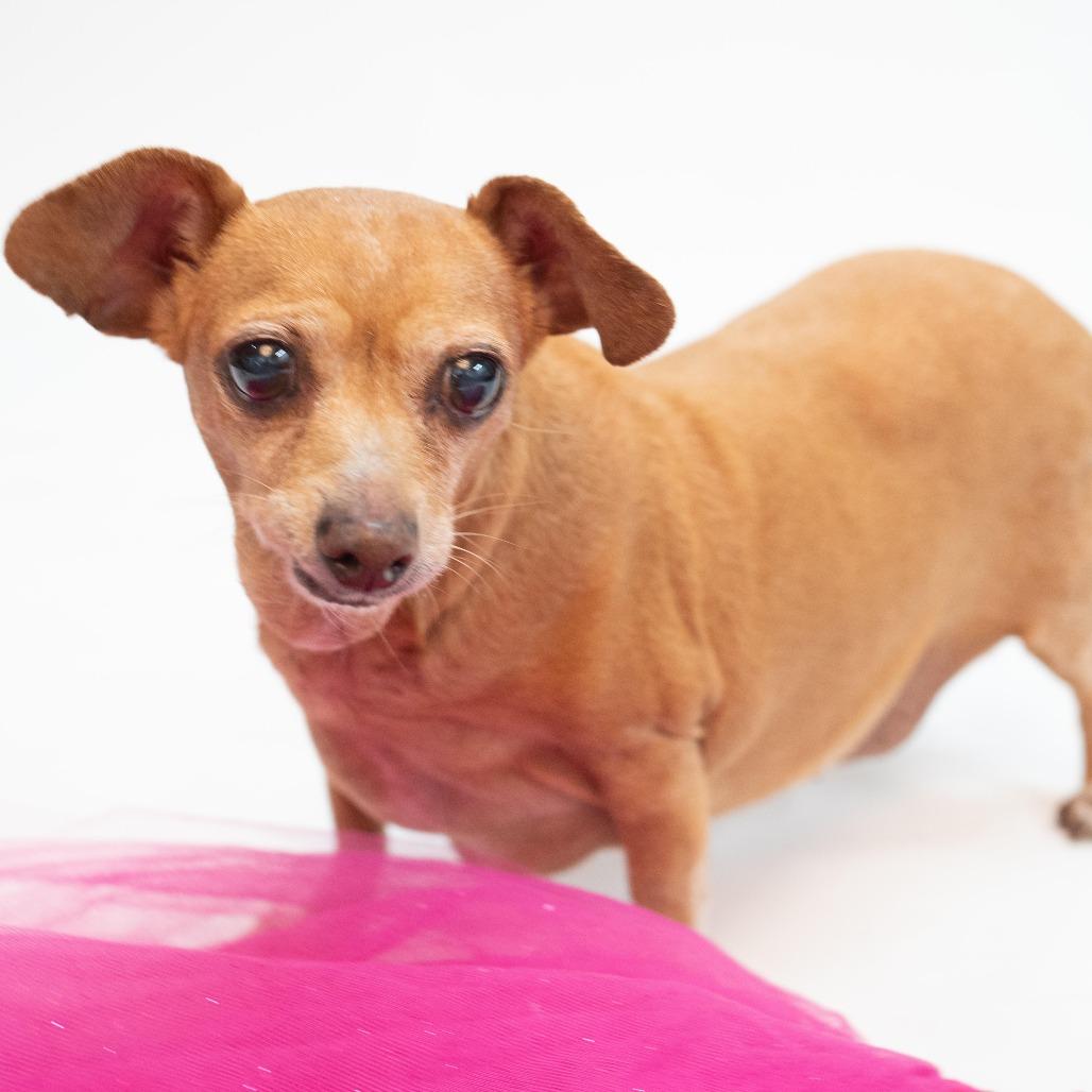 Enlarge Chica, a Adoptable mixed breed in Houston, TX image 3/6