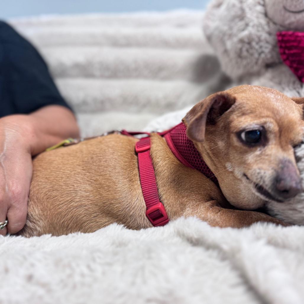 Enlarge Chica, a Adoptable mixed breed in Houston, TX image 4/6