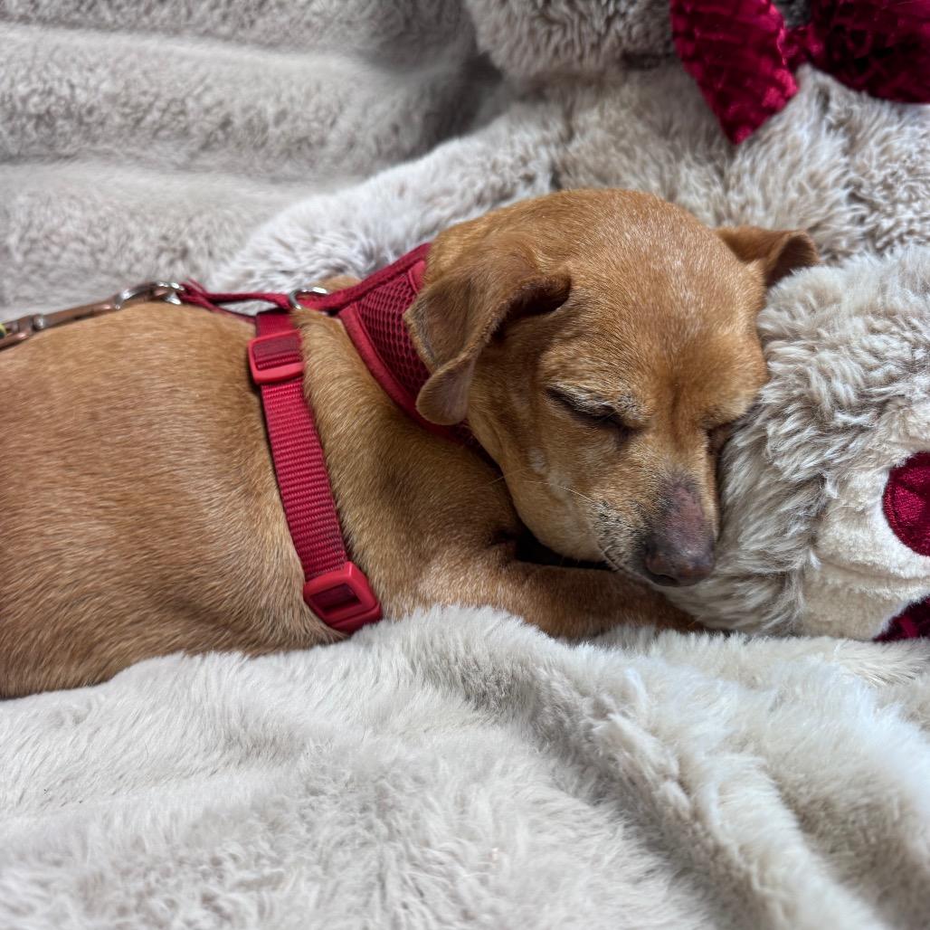 Enlarge Chica, a Adoptable mixed breed in Houston, TX image 5/6