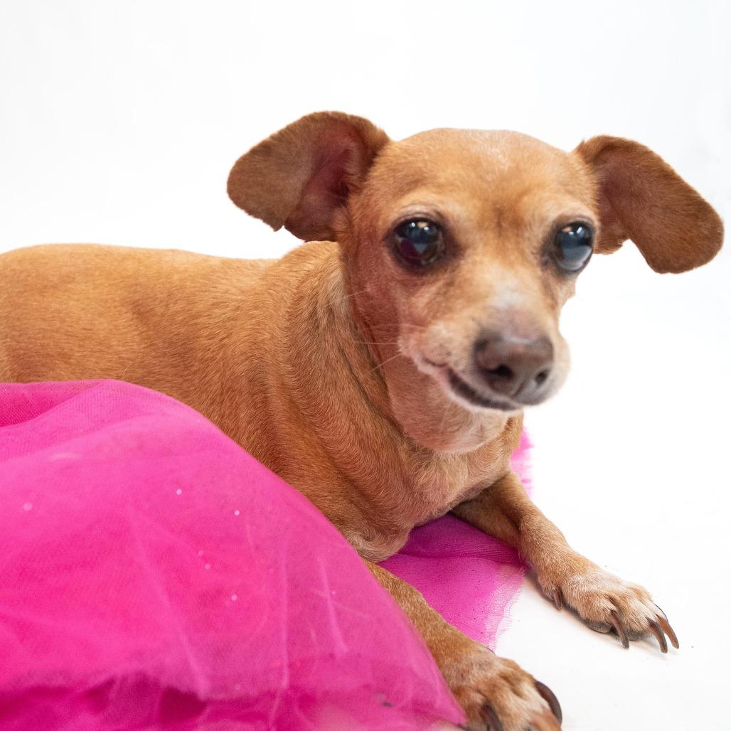 Enlarge Chica, a Adoptable mixed breed in Houston, TX image 6/6