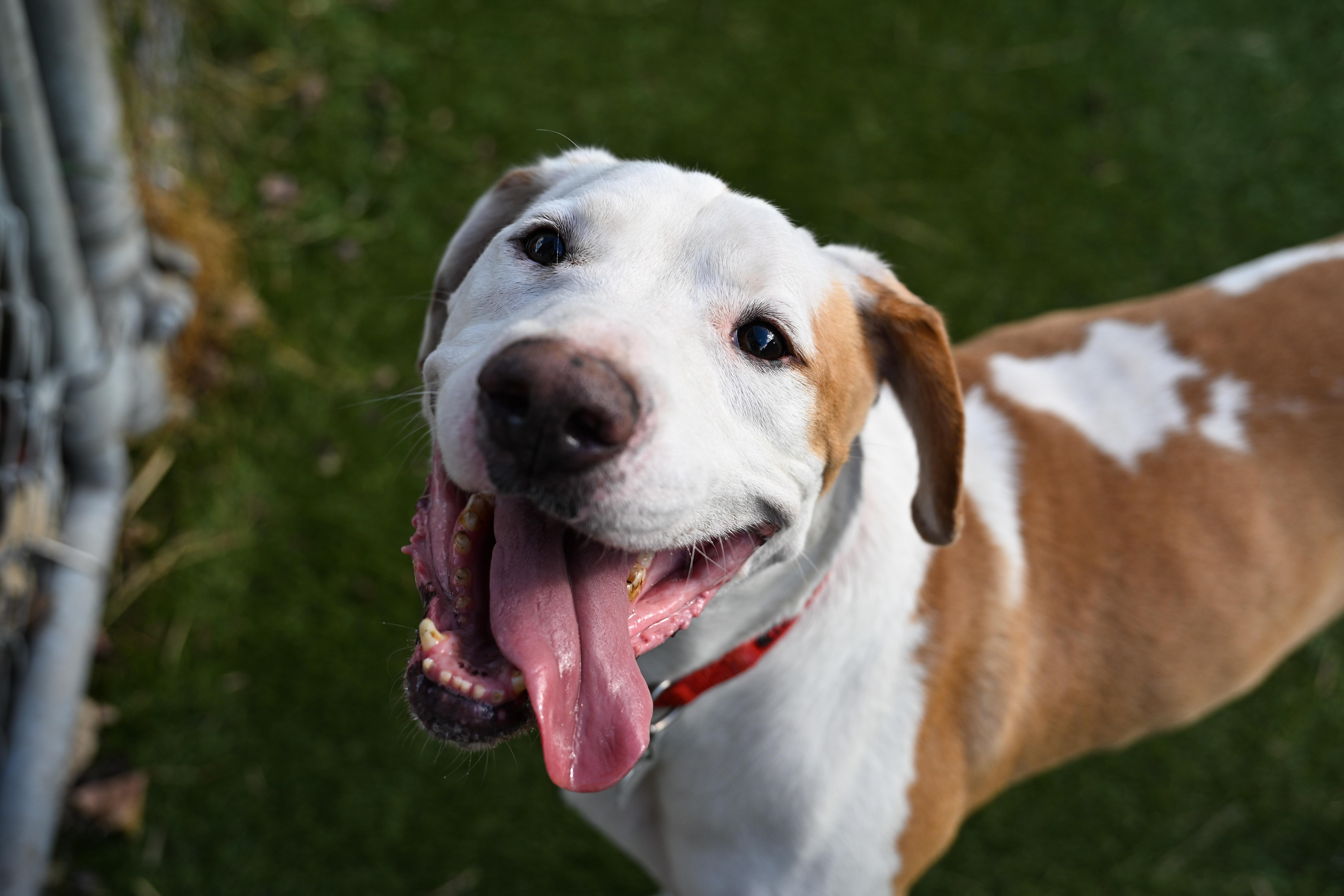 Woody — thumbnail 6