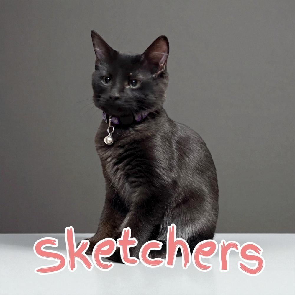 Enlarge Sketchers, a Adoptable mixed breed in Bellevue, NE image 1/5