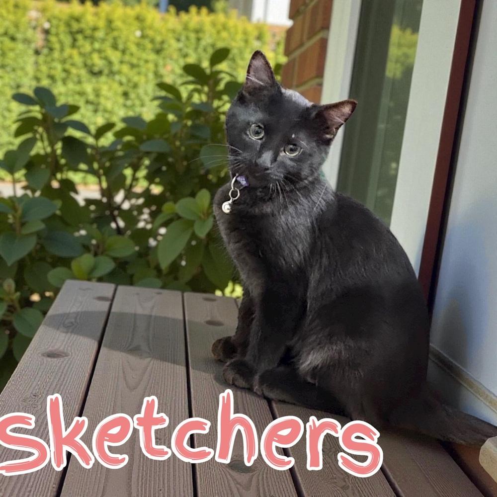 Enlarge Sketchers, a Adoptable mixed breed in Bellevue, NE image 2/5
