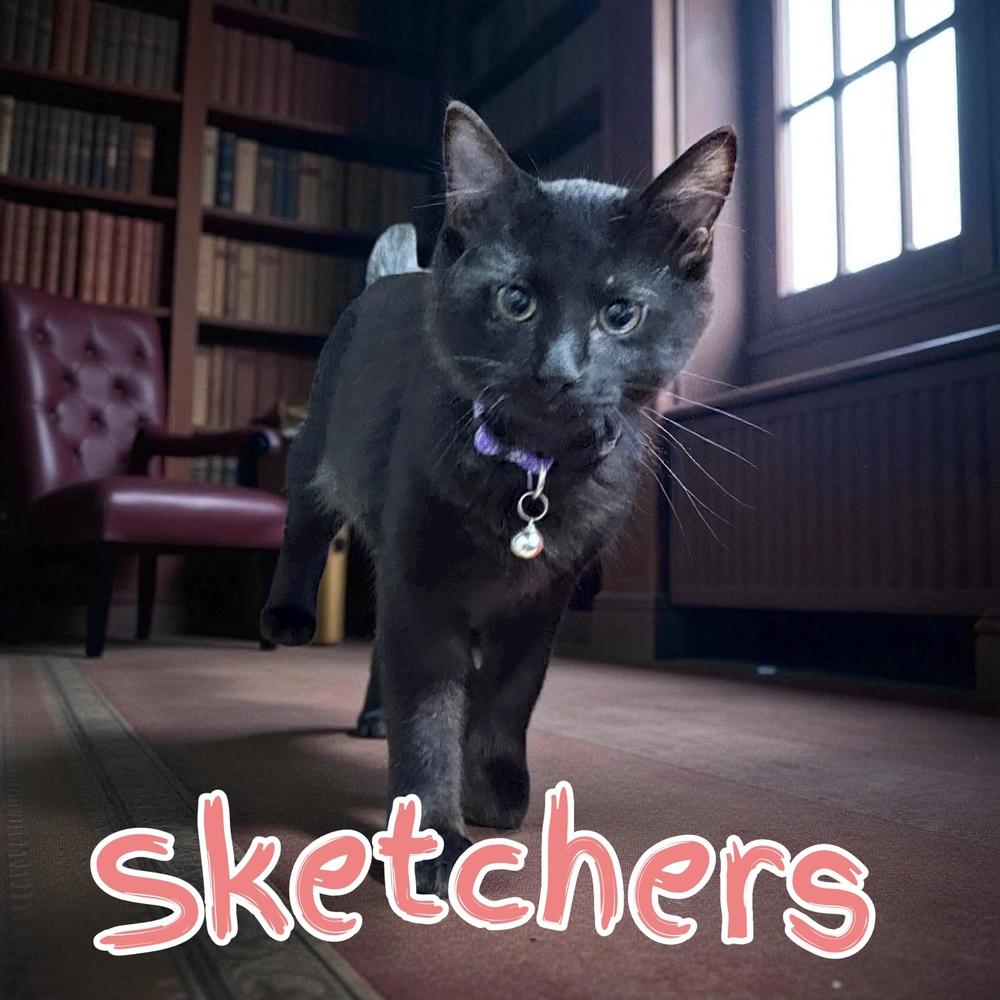 Enlarge Sketchers, a Adoptable mixed breed in Bellevue, NE image 3/5