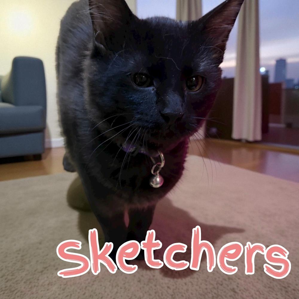 Enlarge Sketchers, a Adoptable mixed breed in Bellevue, NE image 5/5