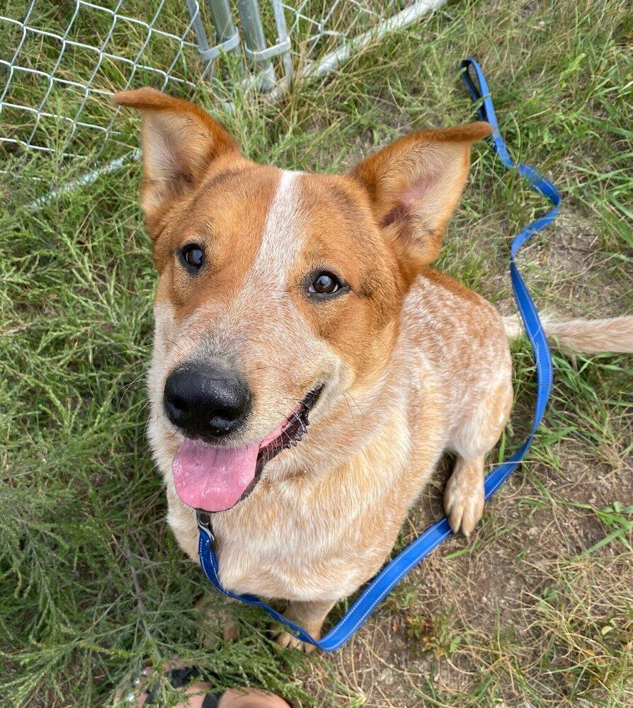 Banjo, a Adoptable Australian Cattle Dog / Blue Heeler in Mandan, ND image 3/4