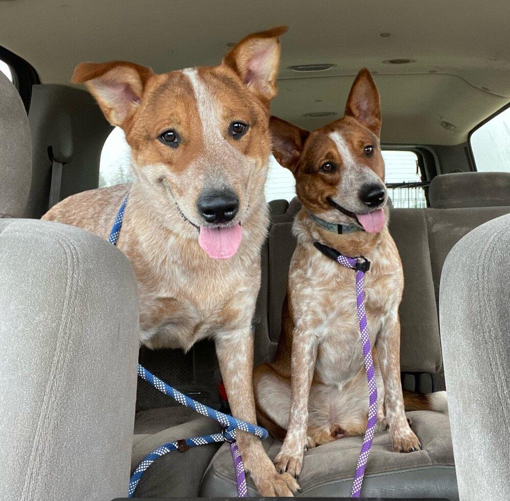 Banjo, Adoptable, Young Male Australian Cattle Dog / Blue Heeler.